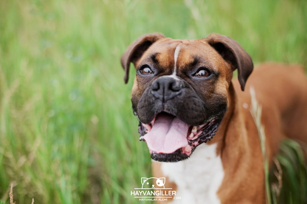 Boxer Köpek Cinsi Boxer Köpek Cinsi